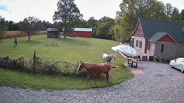 Reolink Captures: Surprise Guest! Horses at My Cottage