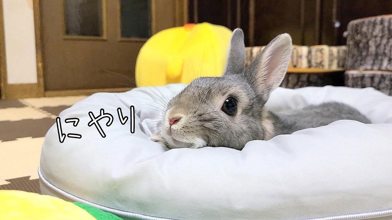 うさぎさんが楽しさ爆発して走ったりジャンプしまくる動画 Happy bunny