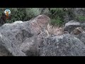 Gato Geoffroy | Torres del Paine |