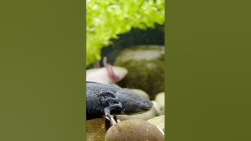 The Adorable, Mysterious Axolotl