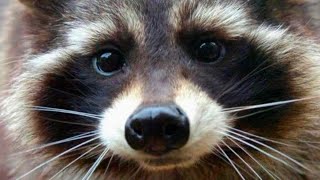 Raccoon Who Inspired 'Guardians of the Galaxy' Character Dies