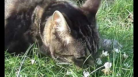 Roland System 100 ~  Make Noise Brains & René