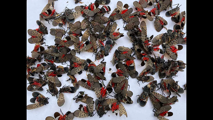 Cheap and Effective Method of Killing Spotted Lanternfly