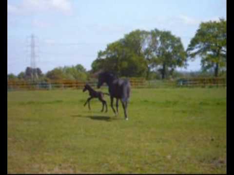 The New Foal; Beau's first time in the field