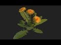 low poly realistic dandelion in blender