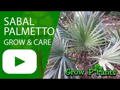 Sabal palmetto - grow & care (Sabal Palm)