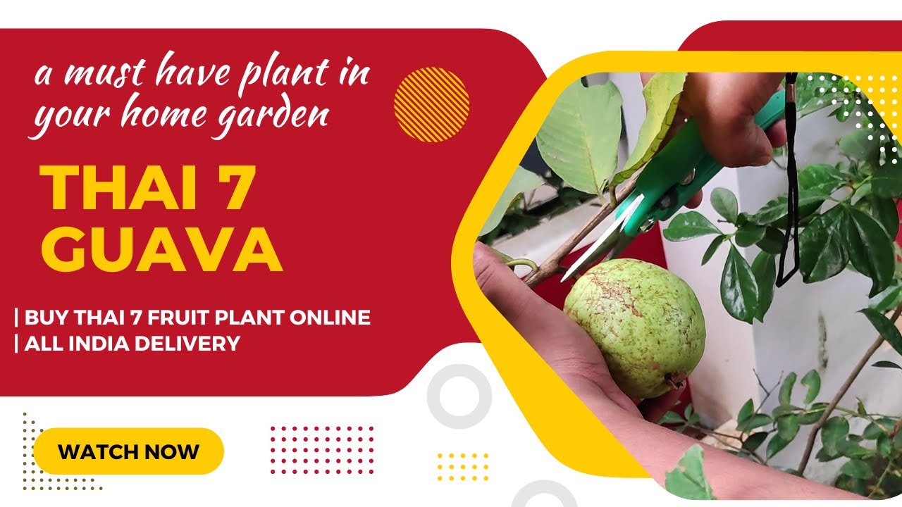 Thai 7 Guava Variety Review | Taste | Nutrients | Health Benefits | Fruit Size | Greens Of Kerala