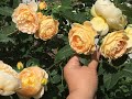 Розы с названием сортов. Обзор сада с розами на 14 июня 2020г  Динки, Боинг, Элина и другие розы...