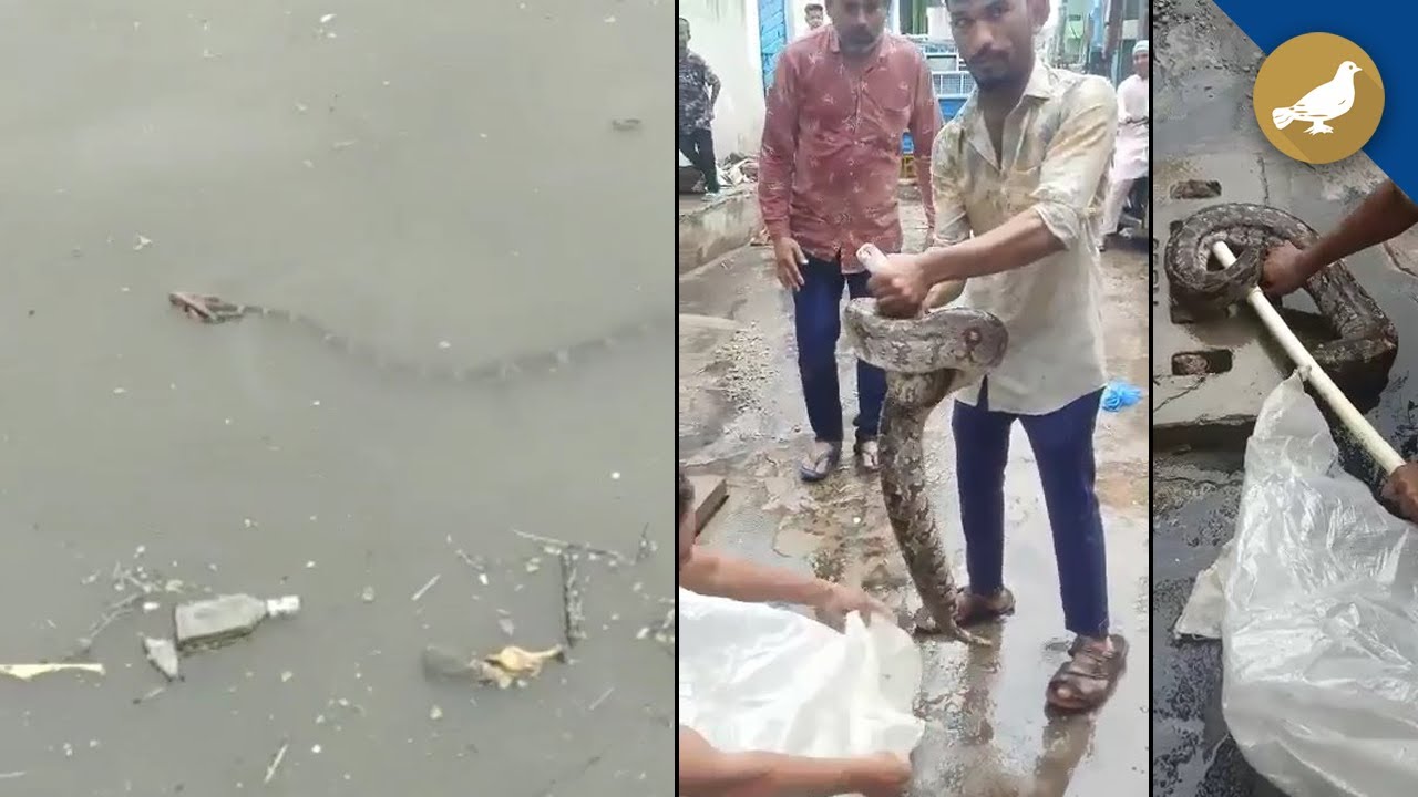 Hyderabad rain Snakes in flood water YouTube