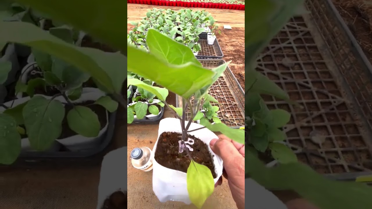 kalabasa at Pipino Grafting Procedure