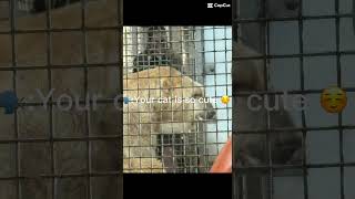 Like is he not cute? #capcut #animal #cage