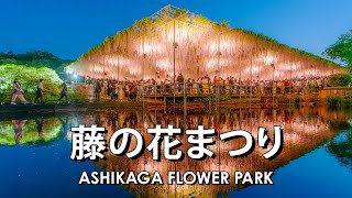 Ashikaga Flower Park あしかがフラワーパーク Wisteria Festival 2024 Night Illuminations 【4K HDR Spatial Audio】