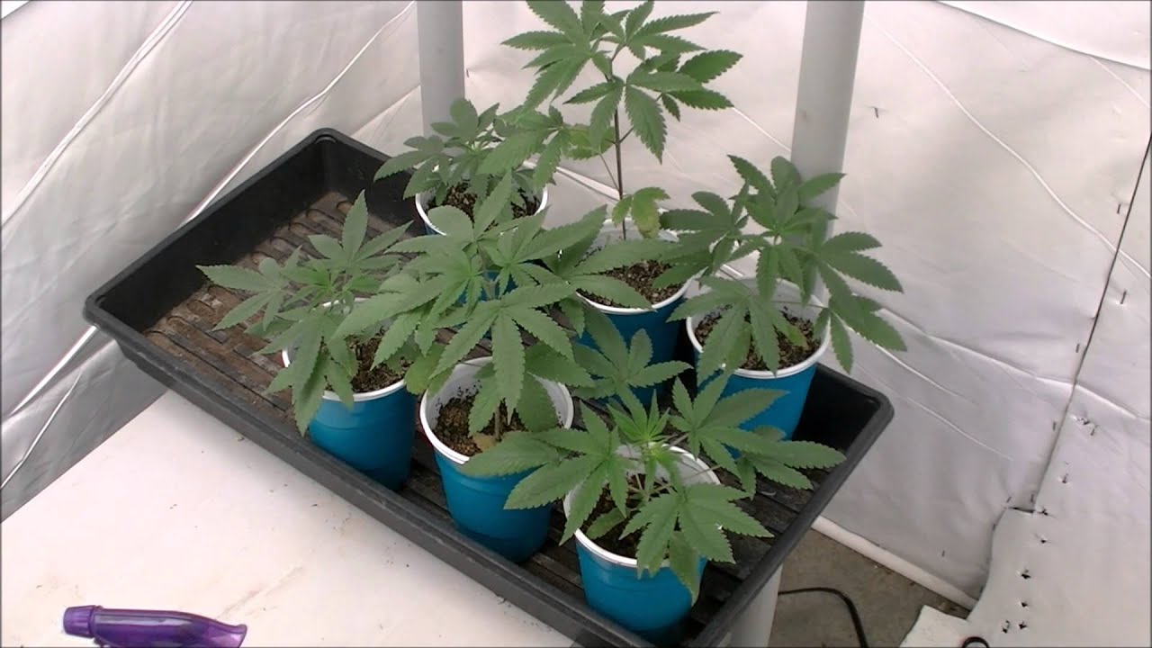 Homegrown Natural Wonders  "The Eleven" tester journal  Ep4