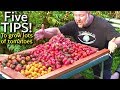 5 tips how to grow a ton of tomatoes in one long raised garden bed trellis