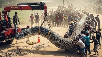 Top 3 Insane Giant Python Captures Ever Recorded