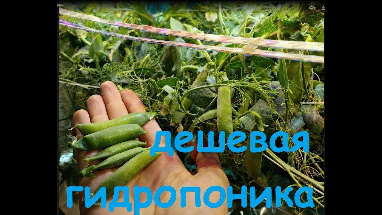 Гидропоника суперпросто. Легко намешать раствор из моносолей. HOWTO HPG для чайников.