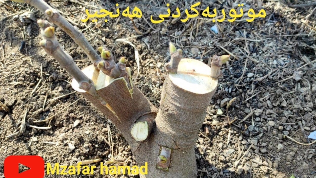 موتوربەکردنی هەنجیر