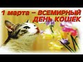 С Днём Кошек! 1марта Международный день кошек! Видео открытка на день кошек.