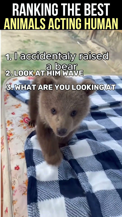 BEST Animals Acting Human #shorts #animals #funnyanimals