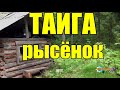 РЫСЕНОК  ТАЙГА