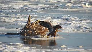 Mississippi River Flyway Cam: A very entertaining morning with Juveniles Bald Eagles