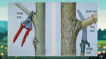 Tree pruning tips: Dos & don