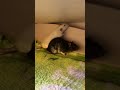 Мои любимые. #крысы #rats #любовькживотным