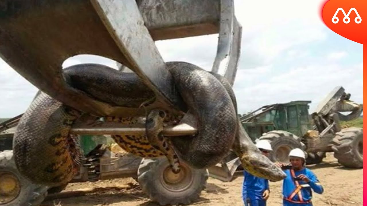 Esqueleto de serpente gigante de 130 m assusta internautas pelo