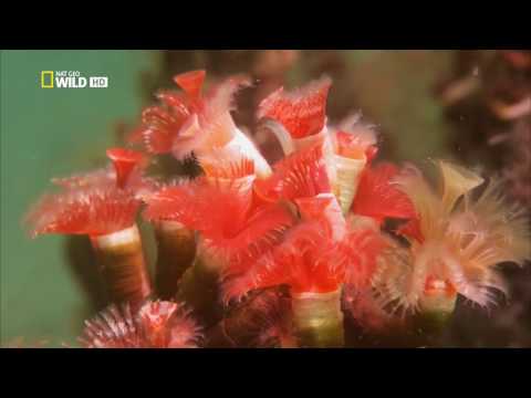 Удивительные существа (Коралловые полипы)