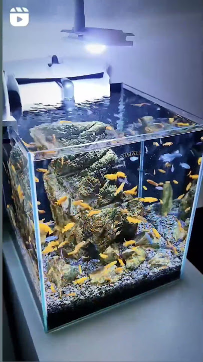 Akuarium mini