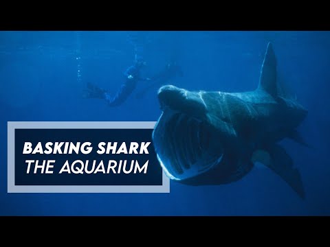 The Aquarium - Basking Shark