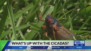 What's going on with all the cicadas in central and southern Kentucky