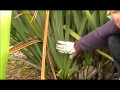 How to harvest  clean your harakeke nzflax  phormium tenax bush