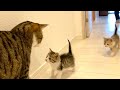 ついにご対面の時です😽【６日目】