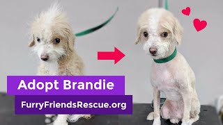 Adopt Brandie | Dog Adoption |  Furry Friends Rescue