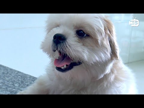 Video: Giống Chó Shih Tzu Không Gây Dị ứng, Sức Khỏe Và Tuổi Thọ