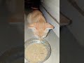 Angel is fighting sleep to finish dinner! | pawsomefeed 😭🐱 #angel #cat #catshorts #shorts