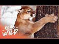 How Different Animals Utilize Their Feet To Hunt | Wild America | Real Wild
