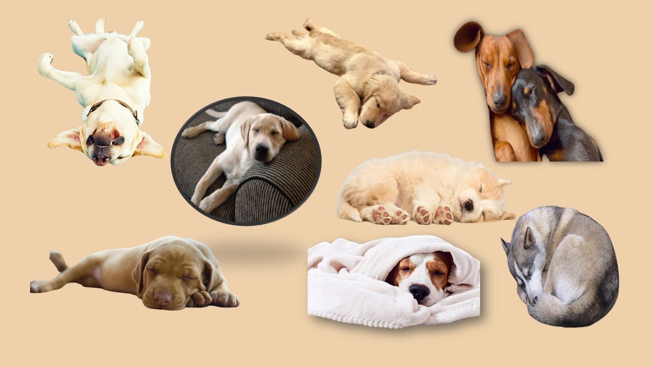 Dog's sleeping habits and its meaning