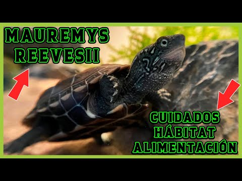 Video: Tortuga de caja de tres dedos