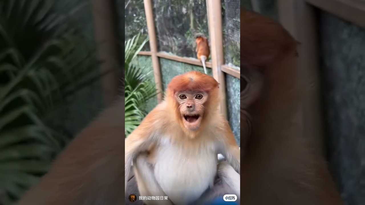 Monkey 🤯 vs Cat 😹 – Best Funny Reaction 