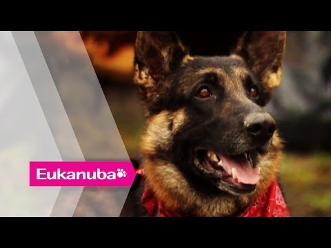 Wideo: Pet Scoop: Hero Dog ratuje rannego właściciela w śniegu, Joely Fisher spotyka się z Garym