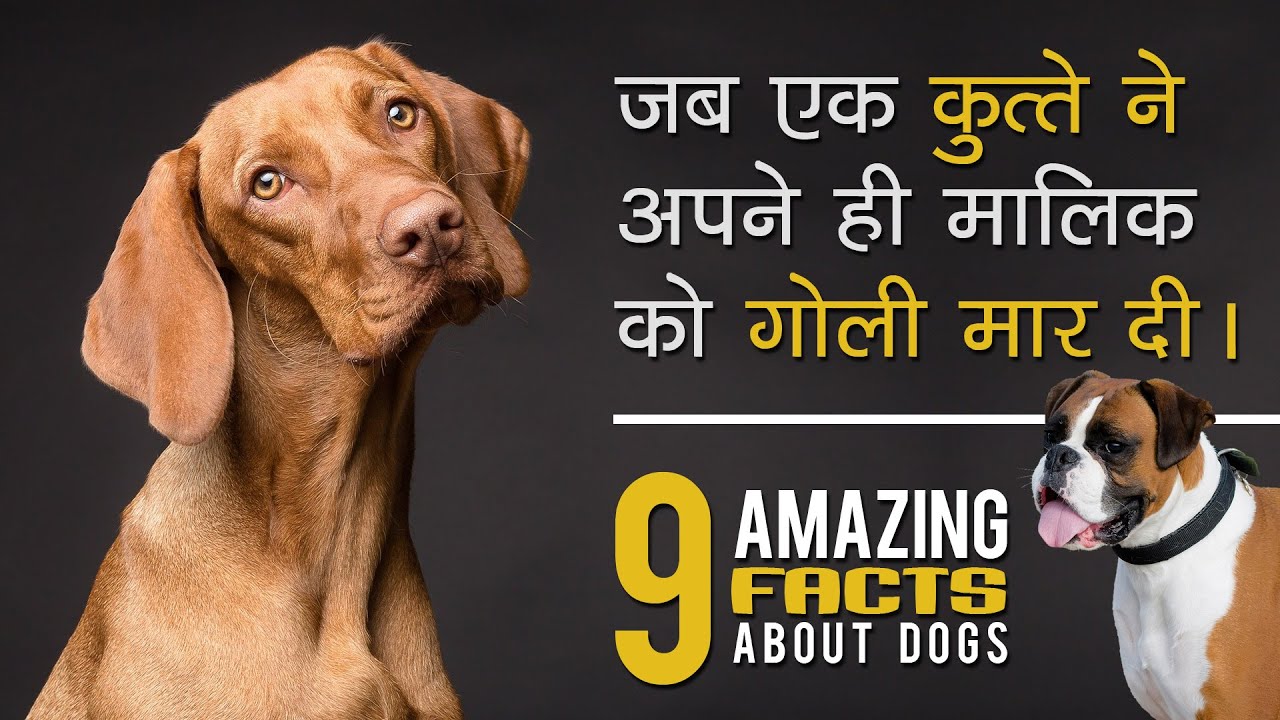 एक कुत्ते ने अपने ही मालिक को गोली मार दी A Dog Shot His Owner 9