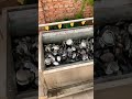 Abalone cleaning machine can remove mud and sand in three minutes without damaging the pulp#abalone