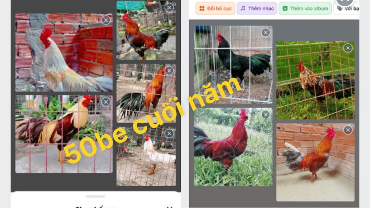 19/1/2025 tổng hợp vài chục thành viên cuối năm cho anh em gần xa