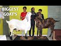 Biggest goats at dul dul goat farm waseem bhai nasik