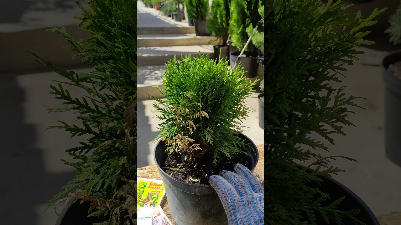 сохнут ветки у туй Даника .что мы делаем.#дача #garden #plants #сад #природа