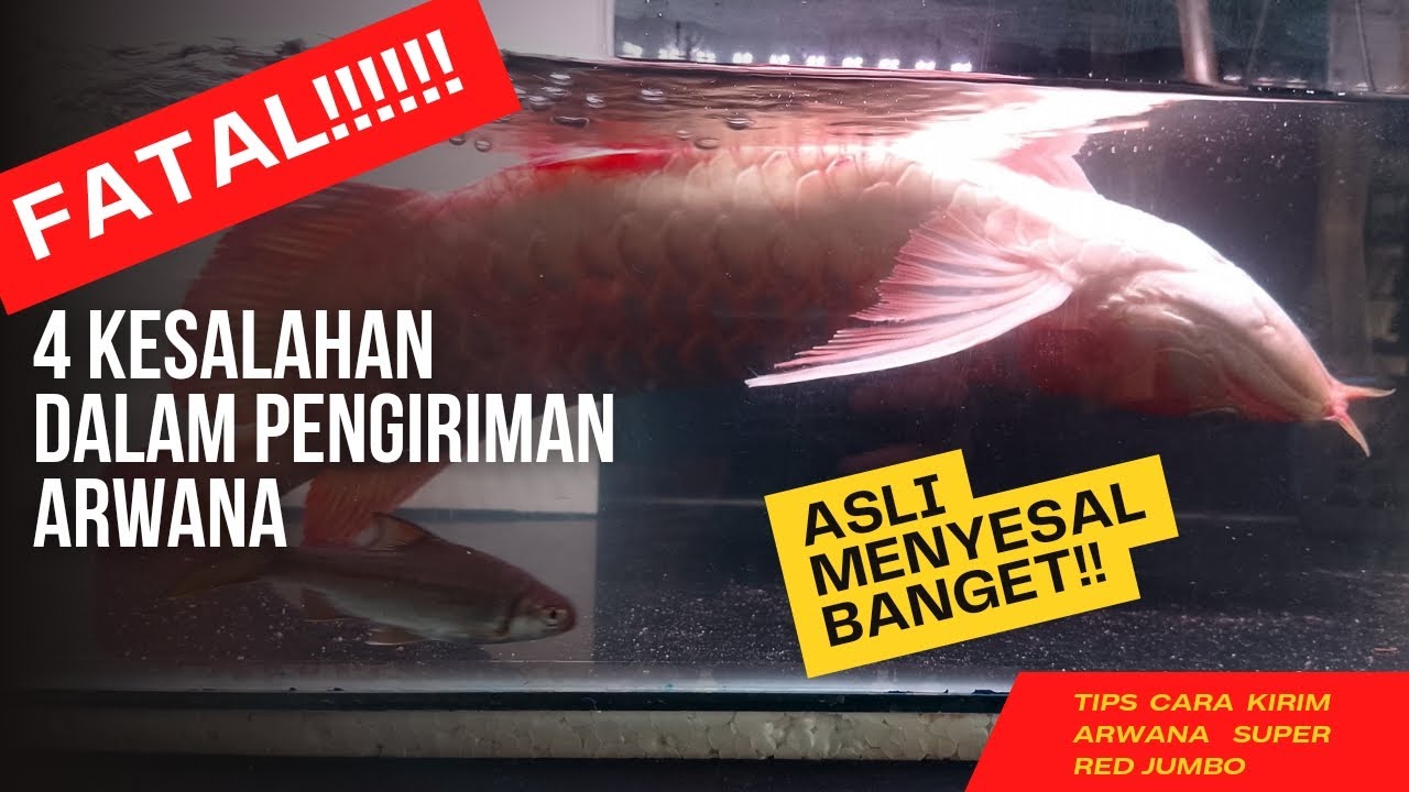 Mengatasi Insang Terbalik pada Arwana dengan Prosedur yang Tepat