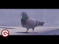 EMMIT FENN - Who Dat (Official Pigeon Music Video)