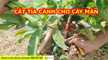 KỸ THUẬT CẮT TỈA CÀNH VÀ CHĂM SÓC CHO CÂY MẬN
